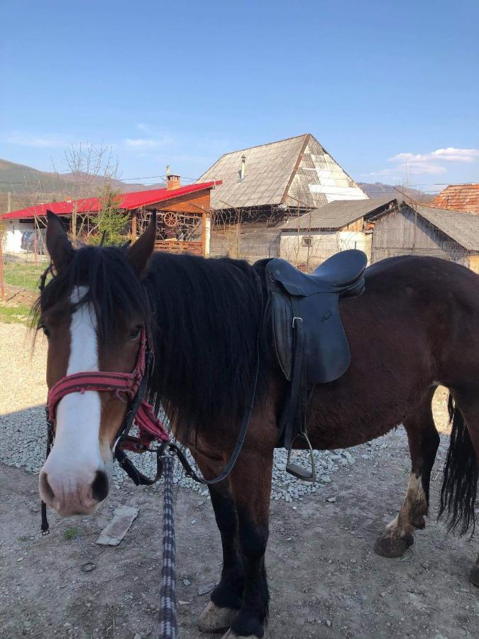 Pensiunea Brezu Sighetu Marmatiei Bagian luar foto